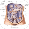 人体穴位图