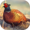Pheasant bird sounds