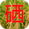 中国硒谷