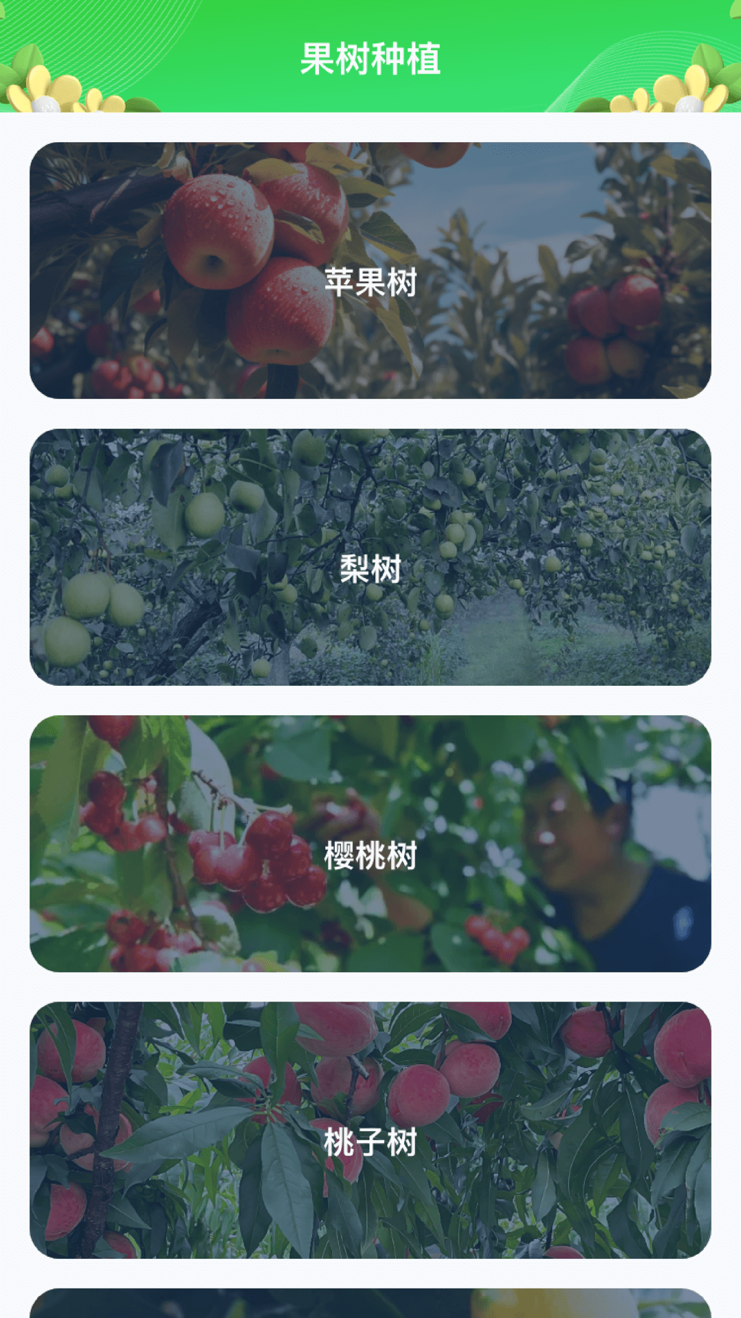 一连果树