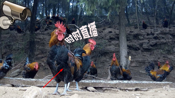 全家吃鸡